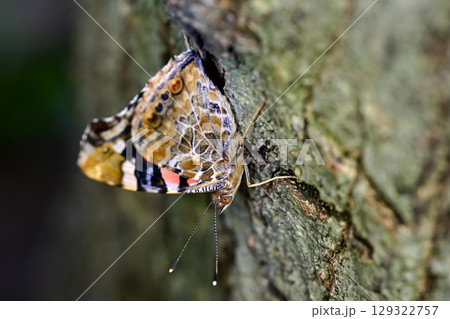 アカタテハ 129322757