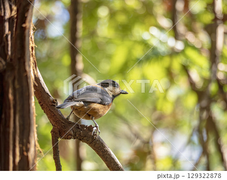 木漏れ日の中の小さな訪問者 129322878