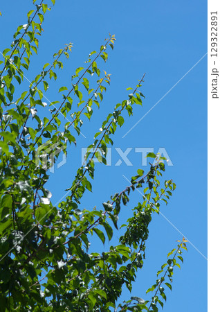 夏の空に伸びる梅の枝葉 夏の空に伸びる梅の枝葉 129322891