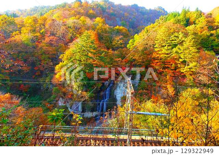 面白山紅葉川渓谷 紅葉 黄葉 藤花の滝 面白山紅葉川渓谷 紅葉 黄葉 藤花の滝 129322949