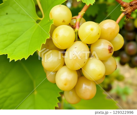 Ripe Golden Grapes on a Lush Vineyard Vine 129322996