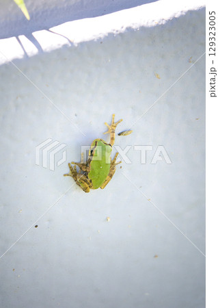 壁に張り付く小さな可愛いアマガエル 129323005