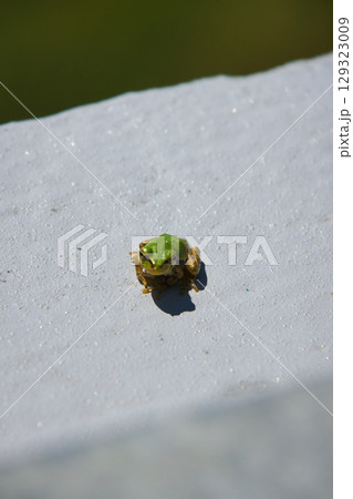 壁に張り付く小さな可愛いアマガエル 壁に張り付く小さな可愛いアマガエル 129323009