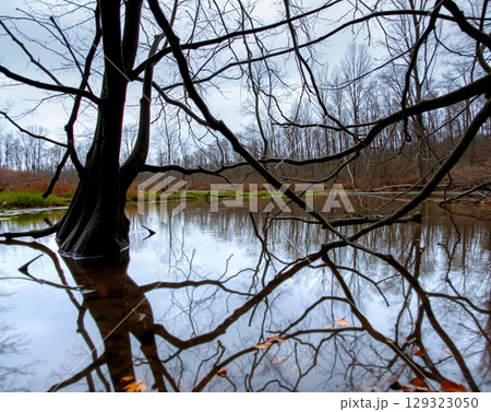 Reflections in the Autumn Swamp: Bare Trees Mirroring the Sky 129323050