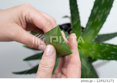 Using Aloe Vera Leaf for Natural Remedies and Skincare Benefits Using Aloe Vera Leaf for Natural Remedies and Skincare Benefits 129323173