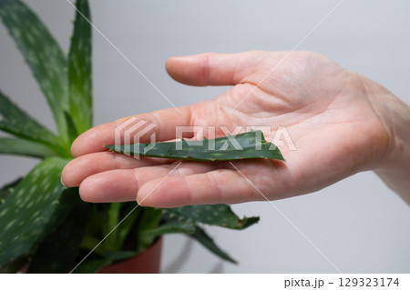 Hand Holding Aloe Vera Leaf in Front of Potted Plant in a Bright Indoor Space Hand Holding Aloe Vera Leaf in Front of Potted Plant in a Bright Indoor Space 129323174