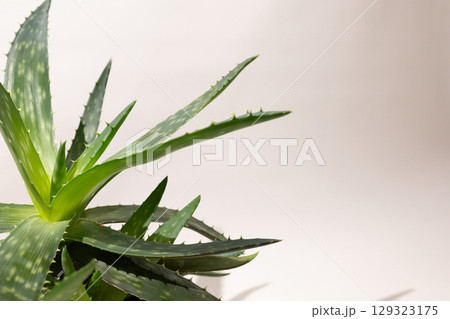 Aloe Vera Plant in Bright Light With Clean Background Showcasing Its Vibrant Leaves Aloe Vera Plant in Bright Light With Clean Background Showcasing Its Vibrant Leaves 129323175