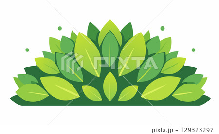 Symmetrical cluster of bright and dark green leaves, arranged like a lush garden crown. 129323297