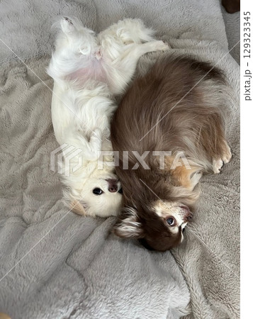 添い寝しているのにカメラ目線な2匹のチワワ 添い寝しているのにカメラ目線な2匹のチワワ 129323345