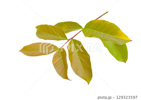 Cut out of young Lagerstroemia speciosa or Queens flower leaves on a white background with clipping paths. The detailed structure emphasizing the leaves natural beauty and form. 129323597