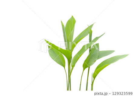 Turmeric plant isolated with clipping path 129323599