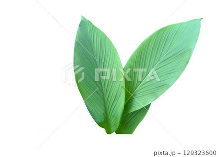 Turmeric leaf isolated with clipping path 129323600