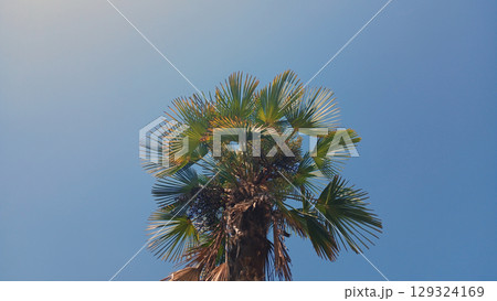 Tropical palm tree against a vibrant clear blue sky 129324169