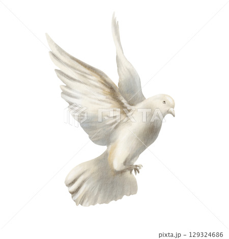 White pigeon soaring in air, dove spread its wings as a symbol of freedom and peace concept. Hand drawn watercolor illustration isolated on white for spiritual, wedding, or nature-themed designs White pigeon soaring in air, dove spread its wings as a symbol of freedom and peace concept. Hand drawn watercolor illustration isolated on white for spiritual, wedding, or nature-themed designs 129324686