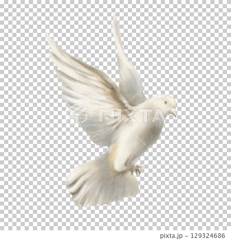 White pigeon soaring in air, dove spread its wings as a symbol of freedom and peace concept. Hand drawn watercolor illustration isolated on white for spiritual, wedding, or nature-themed designs White pigeon soaring in air, dove spread its wings as a symbol of freedom and peace concept. Hand drawn watercolor illustration isolated on white for spiritual, wedding, or nature-themed designs 129324686