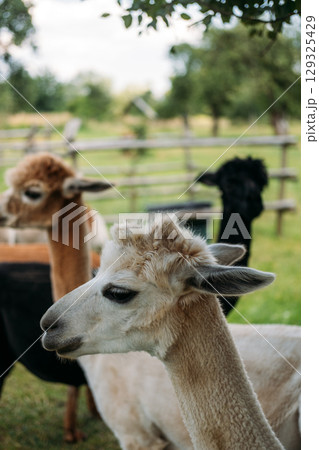 Freshly shorn alpacas resting and standing in the shade of a tree on a grassy farm. Ethical farming, sustainable wool, cruelty-free fiber, slow fashion economy 129325429
