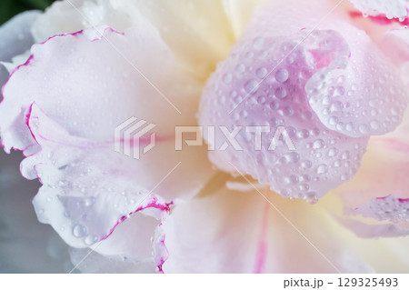 Beautiful white peony with dew drops close-up, selective focus 129325493