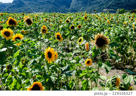 Sunflower cultivation in a flower farm in the Fraser Valley, BC, Canada 129326327