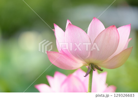 ハスの花、清浄なる花　日比谷花壇大船フラワーセンター 129326683