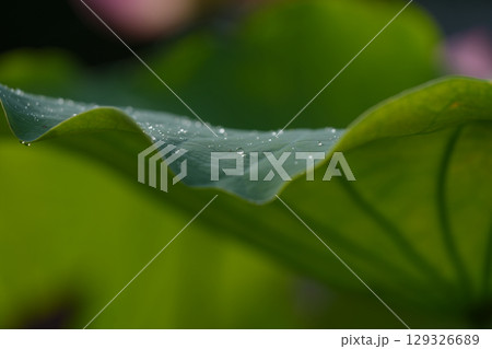 ハスの花、清浄なる花　日比谷花壇大船フラワーセンター 129326689