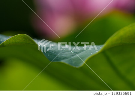 ハスの花、清浄なる花　日比谷花壇大船フラワーセンター 129326691