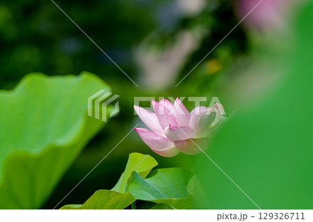 ハスの花、清浄なる花　日比谷花壇大船フラワーセンター 129326711