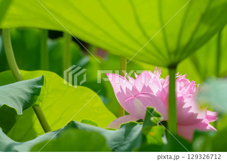 ハスの花、清浄なる花　日比谷花壇大船フラワーセンター 129326712