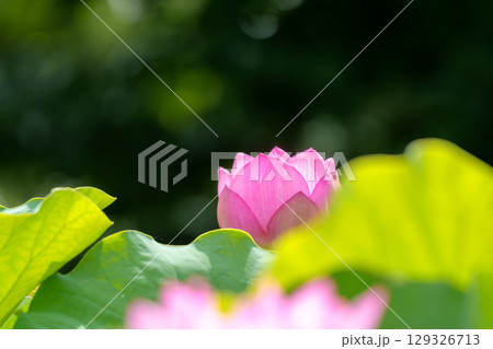 ハスの花、清浄なる花 日比谷花壇大船フラワーセンター ハスの花、清浄なる花 日比谷花壇大船フラワーセンター 129326713