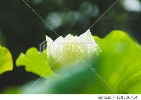ハスの花、清浄なる花 日比谷花壇大船フラワーセンター ハスの花、清浄なる花 日比谷花壇大船フラワーセンター 129326714