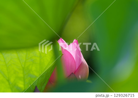 ハスの花、清浄なる花 日比谷花壇大船フラワーセンター ハスの花、清浄なる花 日比谷花壇大船フラワーセンター 129326715