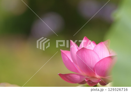 ハスの花、清浄なる花　日比谷花壇大船フラワーセンター 129326716