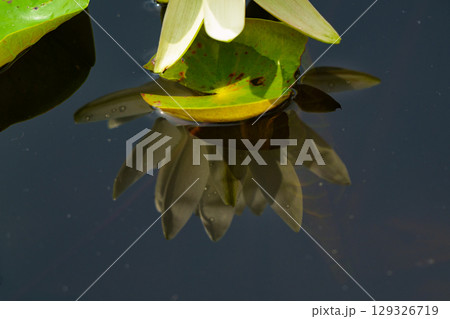 ハスの花、清浄なる花　日比谷花壇大船フラワーセンター 129326719