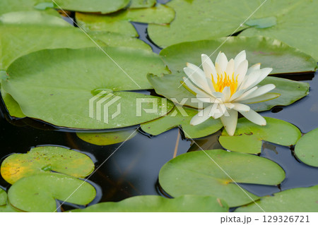 ハスの花、清浄なる花　日比谷花壇大船フラワーセンター 129326721