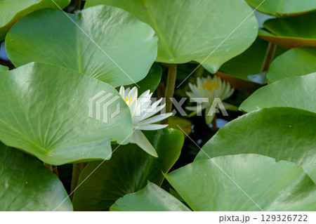 ハスの花、清浄なる花　日比谷花壇大船フラワーセンター 129326722