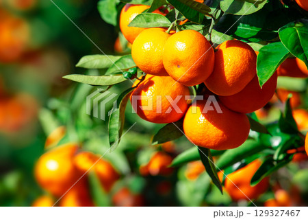 みかん園 129327467