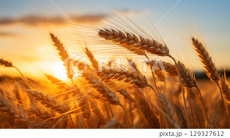 wheat field. golden wheat field and sunny day. 129327612