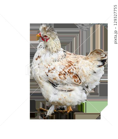 Spotted chicken walking with raised leg on transparent background Spotted chicken walking with raised leg on transparent background 129327755