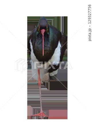 Black stork standing on one leg on transparent background. Black stork standing on one leg on transparent background. 129327756