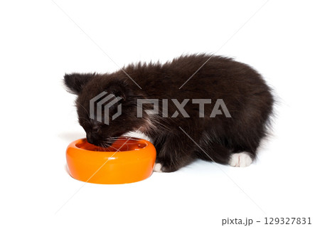 Small kitten eats from an orange bowl Small kitten eats from an orange bowl 129327831