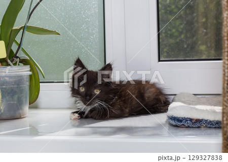 Small, black kitten is lying on the windowsill Small, black kitten is lying on the windowsill 129327838