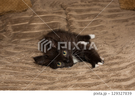 Small black kitten is lying on the bed Small black kitten is lying on the bed 129327839