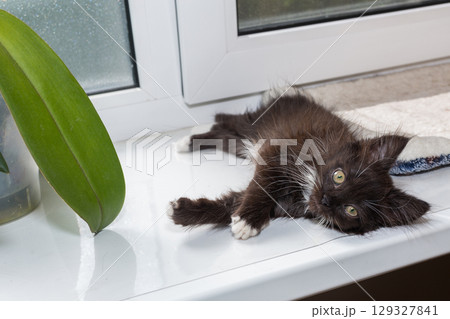 Small, black kitten is lying on the windowsill Small, black kitten is lying on the windowsill 129327841