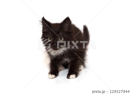 Cute black kitten, mongrel 129327844