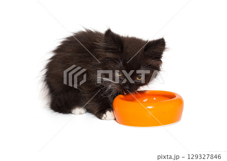 Small kitten eats from an orange bowl Small kitten eats from an orange bowl 129327846