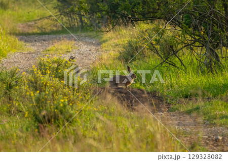 Brown hare (lepus europaeus) morning Brown hare (lepus europaeus) morning 129328082
