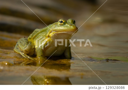 Pool frog Pelophylax lessonae Pool frog Pelophylax lessonae 129328086
