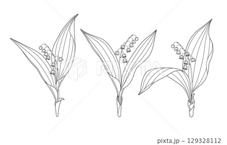 Flowering Lily of the Valley Outline Drawing 129328112