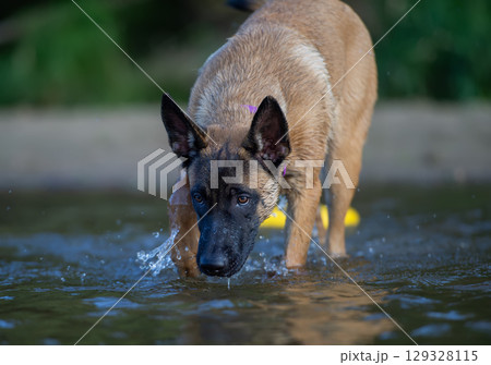 Malinois puppy playing in the water. Malinois is a Belgian Shepherd dog. 129328115