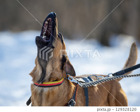 Belgian shepherd Malinois dog barking in Snowy Landscape Belgian shepherd Malinois dog barking in Snowy Landscape 129328120