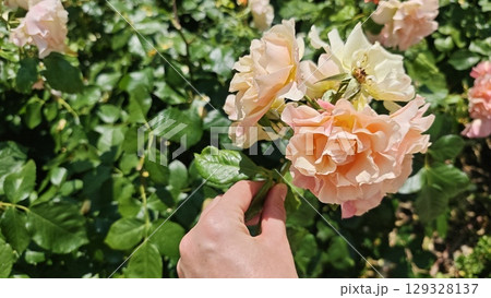 Delicate pink rose held by hand in a blooming garden under bright summer sunlight Delicate pink rose held by hand in a blooming garden under bright summer sunlight 129328137